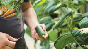 Огурец Авион F1 производства Бейо Заден