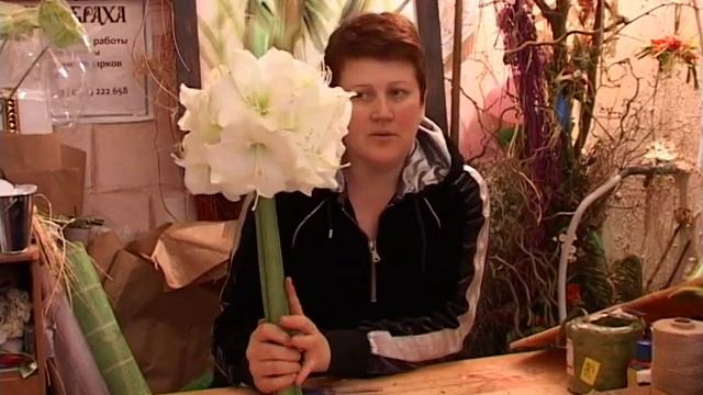 Цветы (Амариллис) смотреть онлайн