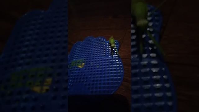 БОГОМОЛ ОБЫКНОВЕННЫЙ!!! ОТЛОЖИЛ ЯЙЦА!