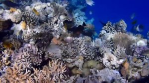 Риф у оттеля Арабия Азур