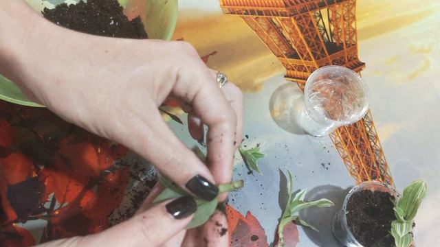 Традесканция Белоцветковая укоренение. смотреть онлайн