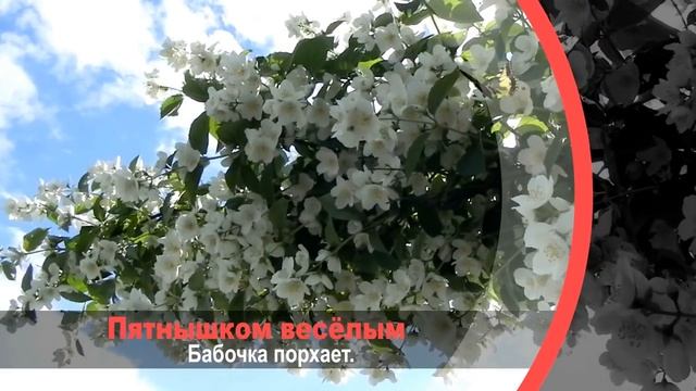 Счастливого мая, друзья.mp4 смотреть онлайн