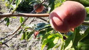 Персик Рич мей сравнение потенциала.