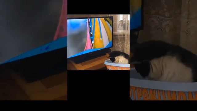 Котик на Американских горках #shorts смотреть онлайн