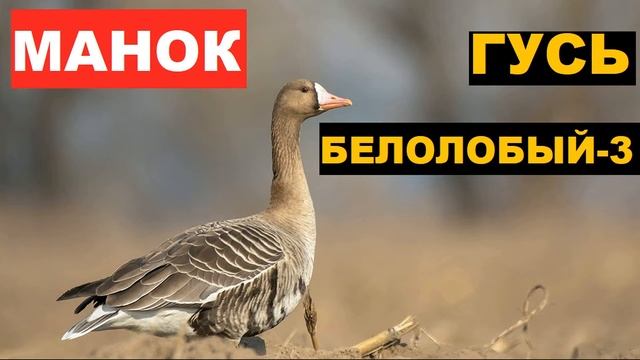 ?ГОЛОС (МАНОК) ГУСЬ БЕЛОЛОБЫЙ 3