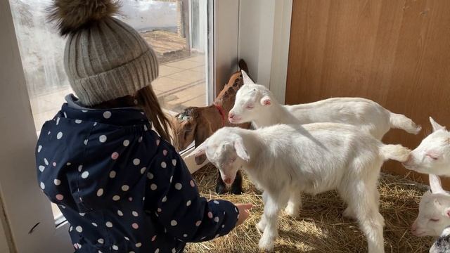 Весёлые козлята-малыши на козьей ферме смотреть онлайн