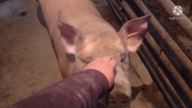 У нас Как ВСЕГДА Утро начинается С ПРОБЛЕМ смотреть онлайн