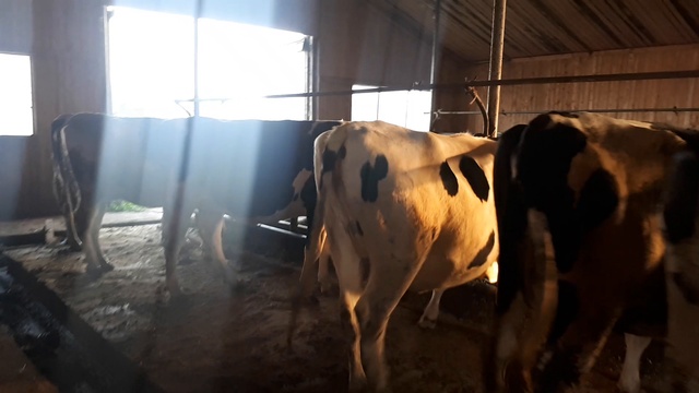 Как должен выглядеть красивый скот смотреть онлайн