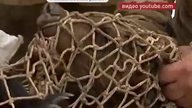 Годовалого медвежонка спасли от голодной смерти в Михайловском районе смотреть онлайн