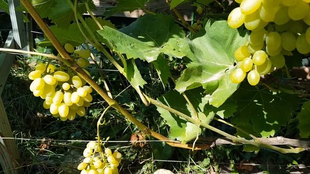 ВИНОГРАД ПОДМОСКОВЬЯ. ГАЮГА ЛУЧШИЕ СОРТА ВИНОГРАДА. ТопСад смотреть онлайн