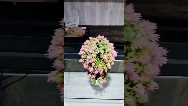 #nice flower vase # смотреть онлайн