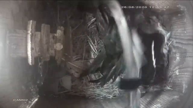 Стрижи высиживают птенцов смотреть онлайн