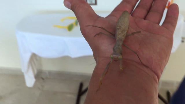 БОГОМОЛ /монстр/насекомое/зеленый гоблин/страшило смотреть онлайн