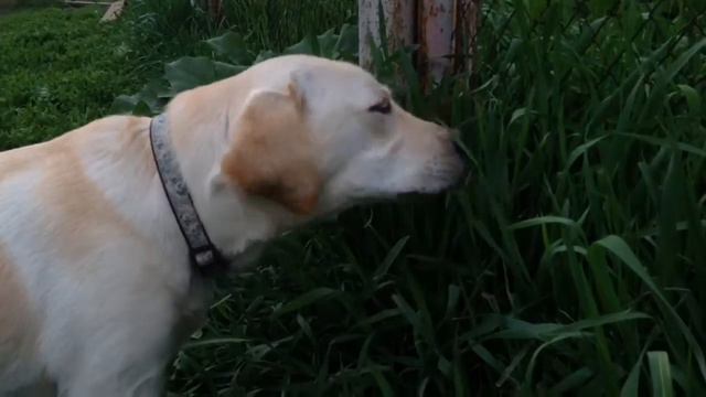 Один вечер с Шэрой/наша прогулка/ест траву? смотреть онлайн