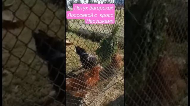 Петух уехал к невестам. #курынесушки #петух #цыплята #экотрадиции #Породныекурывподмосковье смотреть онлайн