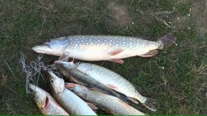 Кукан для хищных рыб. Kukan for predatory fish