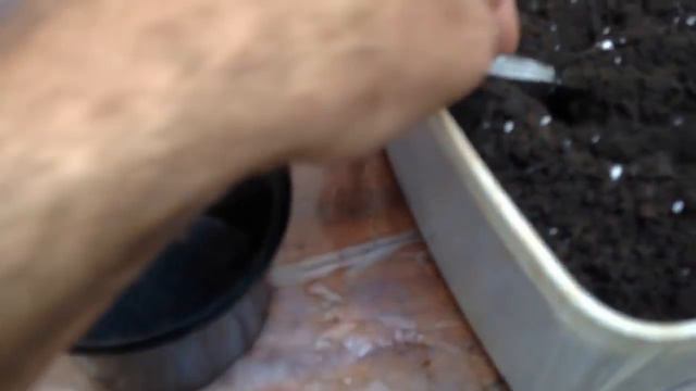 How to Grow Azaleas From Cuttings смотреть онлайн