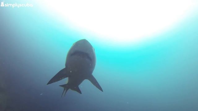 5 False Facts About Scuba Diving смотреть онлайн