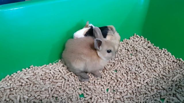 ПОДАРОК для Хомки КУКИ. Кролик БАФФИ знакомство. Детский канал Галчата ТВ смотреть онлайн