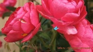 Роза миниатюрная Пинк Морсдаг ? обзор: как сажать, саженцы розы Пинк Морсдаг