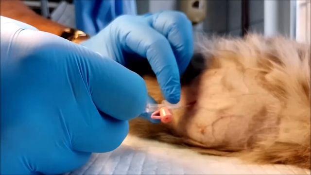 Abdominal puncture technique in a cat with ascites, feline infectious peritonitis смотреть онлайн