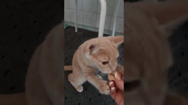 Кормление велоцираптора в домашних условиях ))))