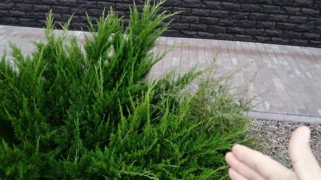 МОЖЖЕВЕЛЬНИК МИНТ ДЖУЛЕП ИЛИ ОЛД ГОЛД .