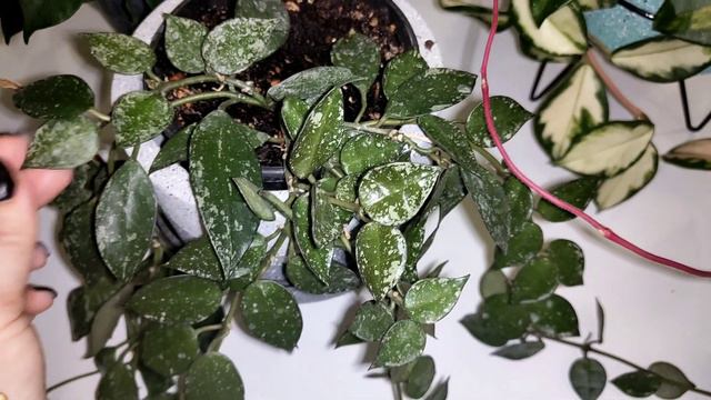 Комнатные цветы. смотреть онлайн