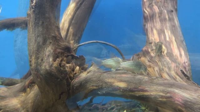 Corydoras splendens "Emerald Brochis - AcuaristasPR смотреть онлайн