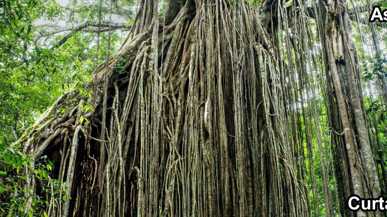 Unbelievable fig tree in Australia! Feels like rooting of fig cuttings should be easy! #figcuttings смотреть онлайн