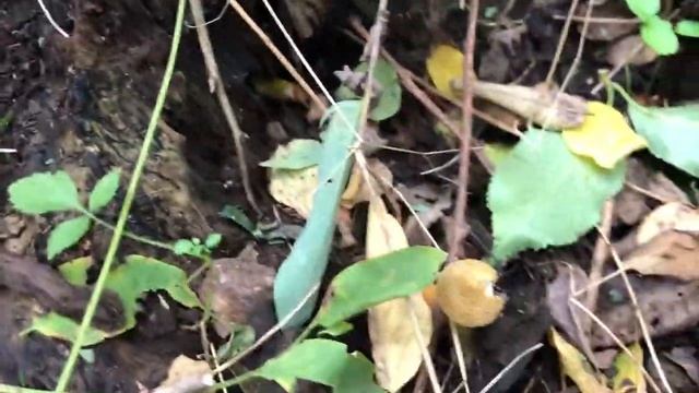 ОПЕНЬКІВ В ЛІСІ ДУЖЕ БАГАТО смотреть онлайн