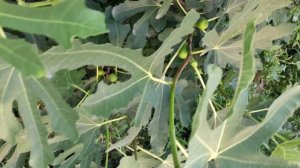 Инжир Кадота, любимый, урожайный и вкусный сорт!