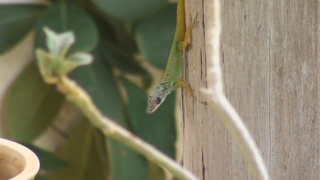 Barbados Anole (Anolis Extremus) смотреть онлайн