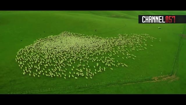 ОВЦЫ. Часть первая. CHANNEL057 смотреть онлайн