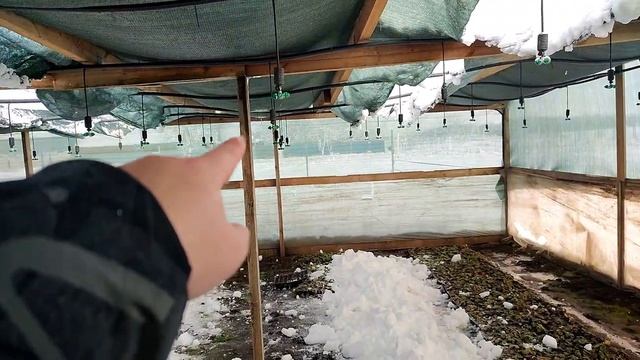 Спасаю рассадник под клубнику. 20 января 2022 смотреть онлайн