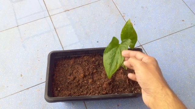 || SYNGONIUM  BUNNY EARS || CARE TIPS ||