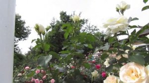 Мой Розовый Сад 2021г. "Шнеевальцер"-(плетистая роза) в моём саду.