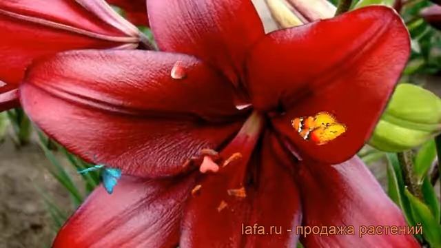Лилия ла-гибрид Ред Алерт (lilium la-hybrid red alert) ? обзор: как сажать, луковицы лилии Ред Алер смотреть онлайн