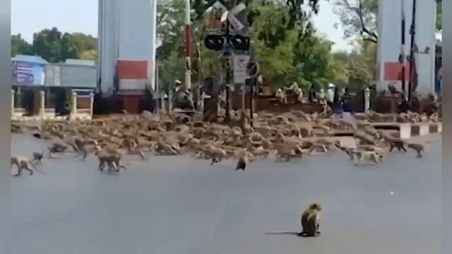 злопамятные обезьяны массово нападают на собак/СИВМ смотреть онлайн