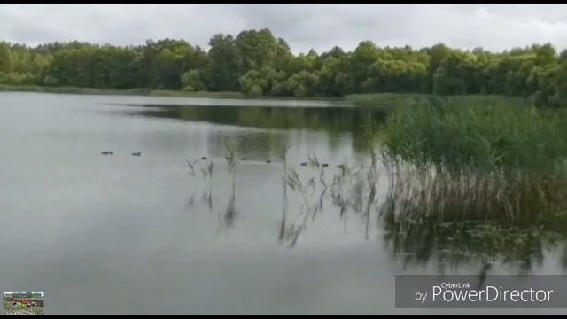 #дичь /Утята на пруду. смотреть онлайн