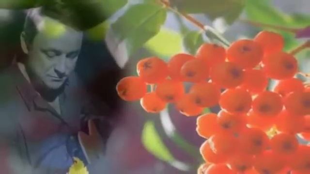 «Алая рябина» смотреть онлайн