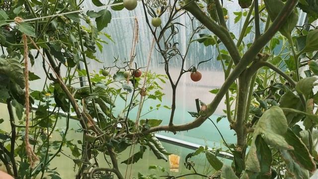 Пасынкование томатов Что делать с томатами в августе смотреть онлайн