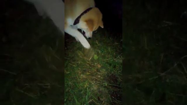 Ни один ёжик не пострадал смотреть онлайн