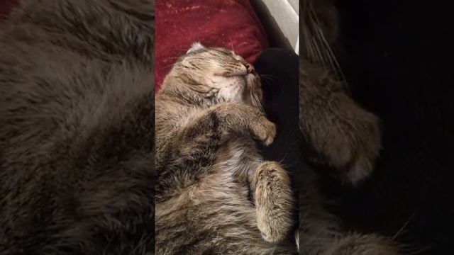 Коту снится страшный сон смотреть онлайн