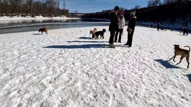 Agouti Lycan Shepherd at Busy Dog Park смотреть онлайн