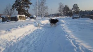 Деревня для ПМЖ? Второй выпуск/Переезд на Алтай.