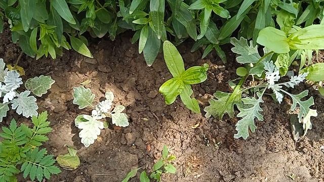 Цинерария.Сложности ухода. смотреть онлайн