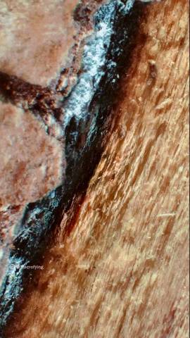 Zoomin Into Wood🌳 #shorts смотреть онлайн