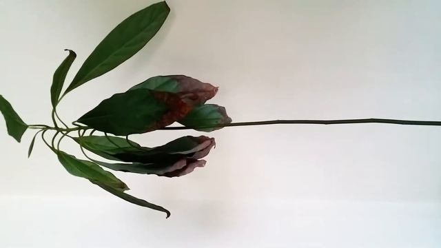 ?Plantae 20170703 Avocado Persea americana смотреть онлайн