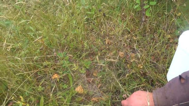 За грибами Какие новости смотреть онлайн